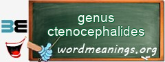 WordMeaning blackboard for genus ctenocephalides
